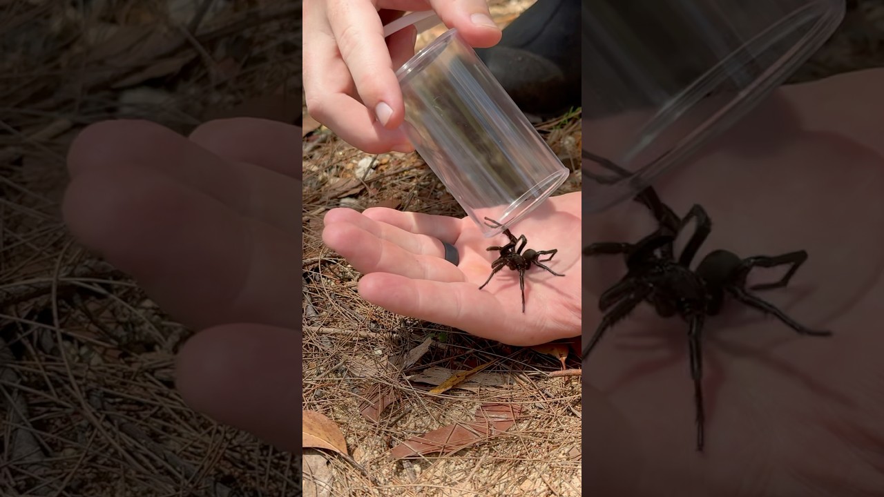 Handling The DEADLY SYDNEY FUNNEL WEB! #spider #funnelweb #arachnid