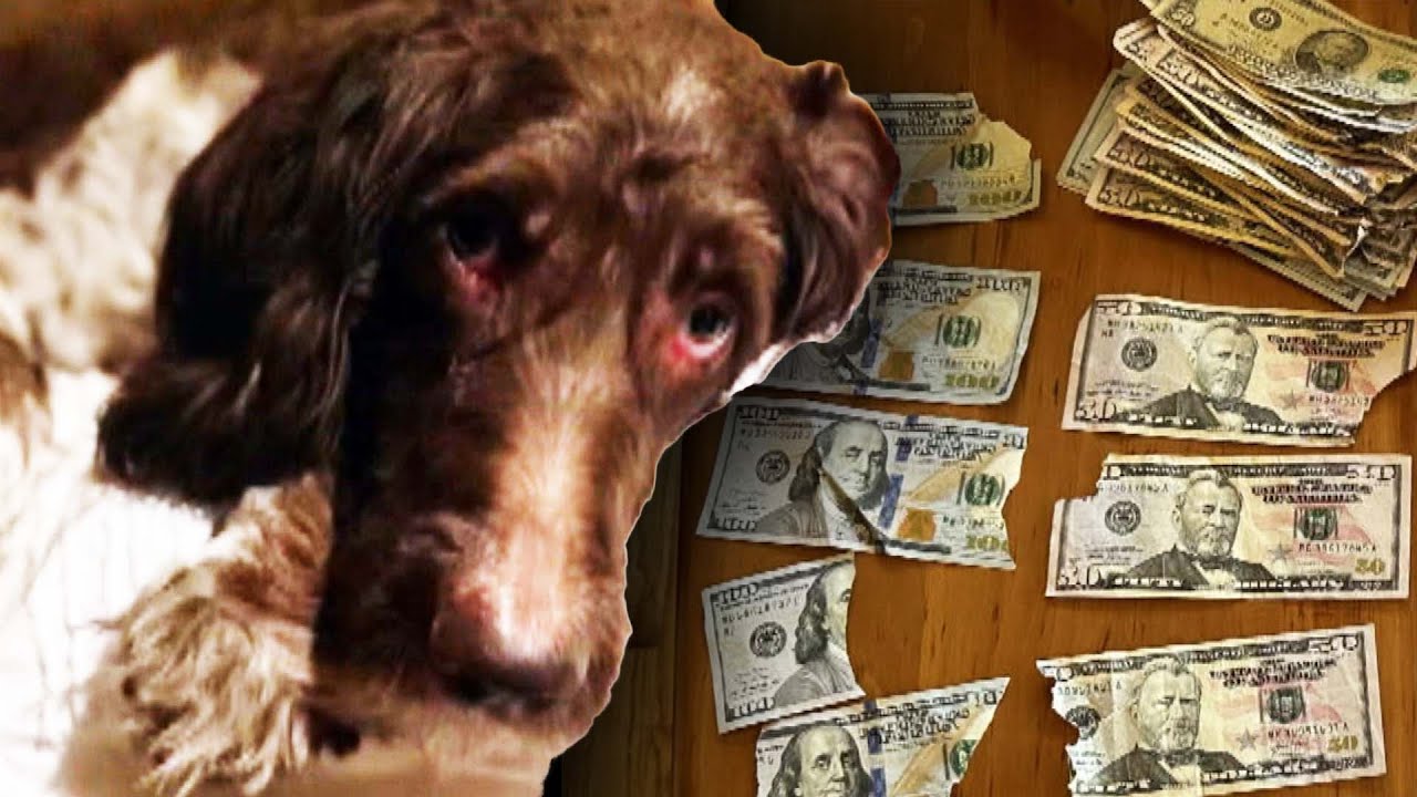 Family Dog Eats $4,000 in Cash
