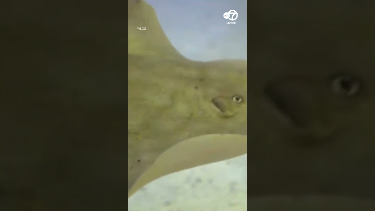 Stingray, possibly impregnated by shark, about to give birth