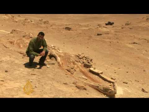 Thefts of rare fossils from Peru on the rise - 25 May 09