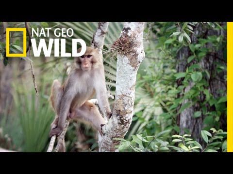 Florida Monkey Business | United States of Animals