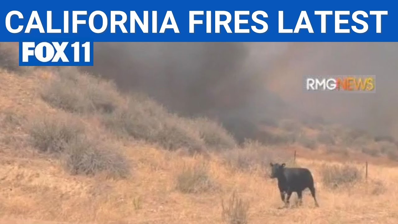 Farm animals running away from active California fire | FOX 11 LA