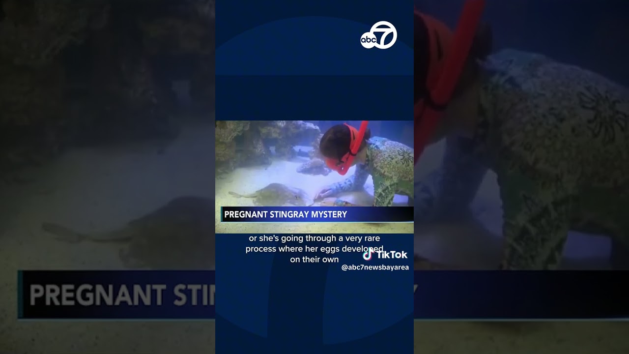 Stingray, possibly impregnated by shark, about to give birth at NC aquarium