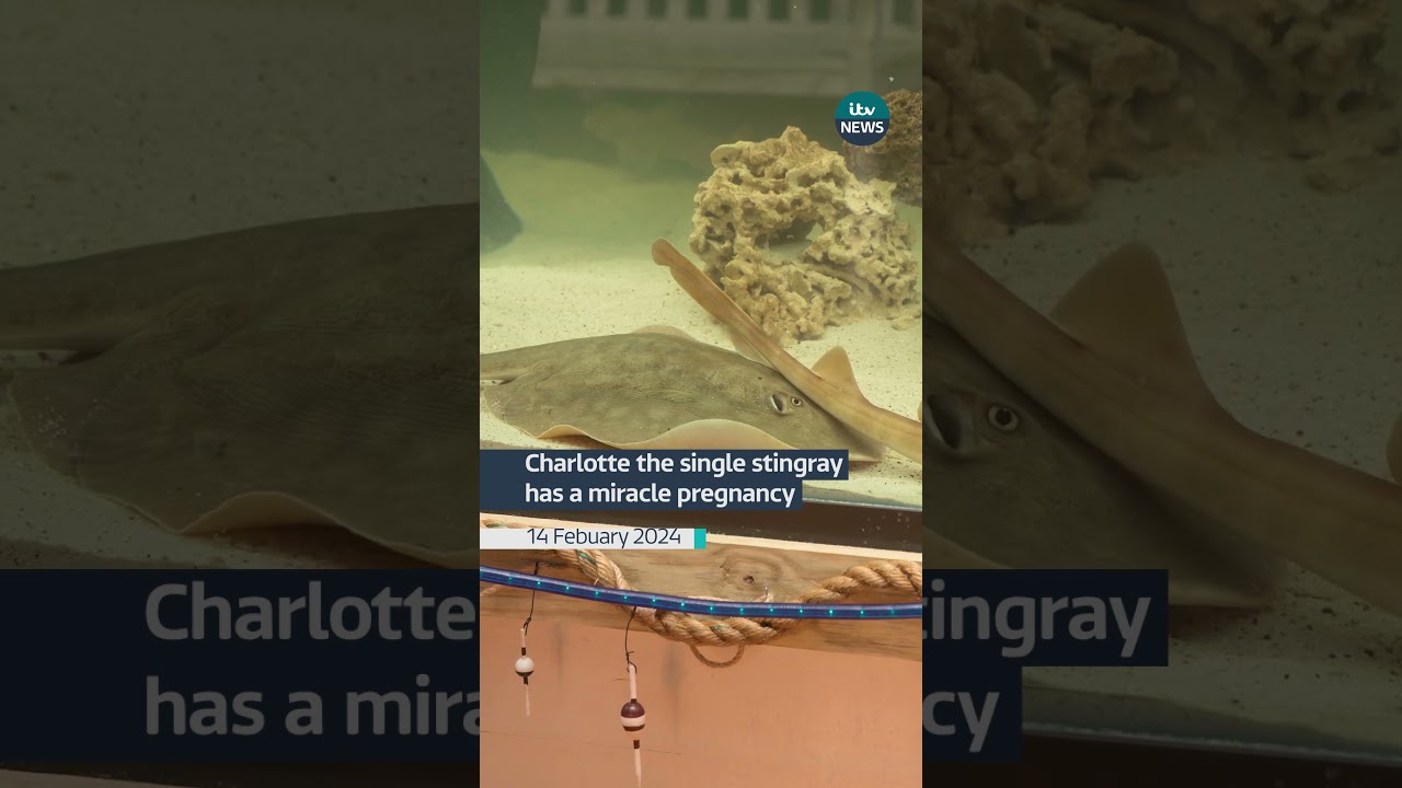 Charlotte the single stingray has a miracle pregnancy #itvnews #valentines #stingray