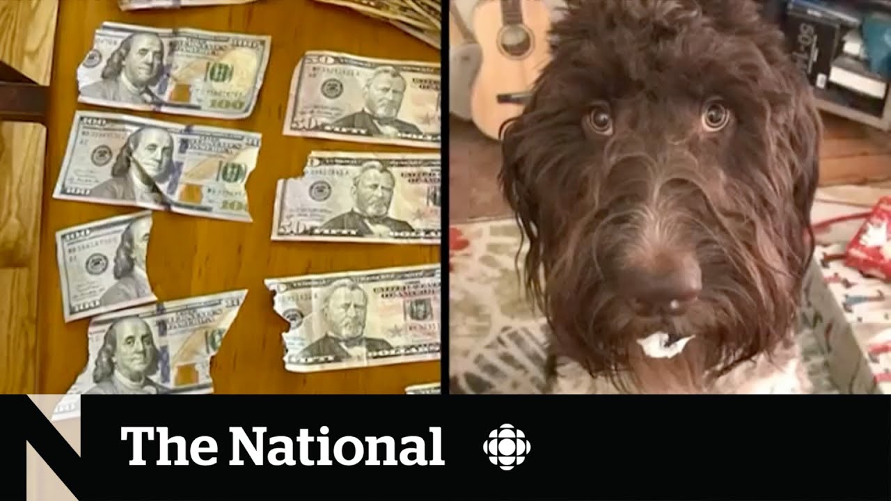 #TheMoment Cecil the dog ate $4,000 cash