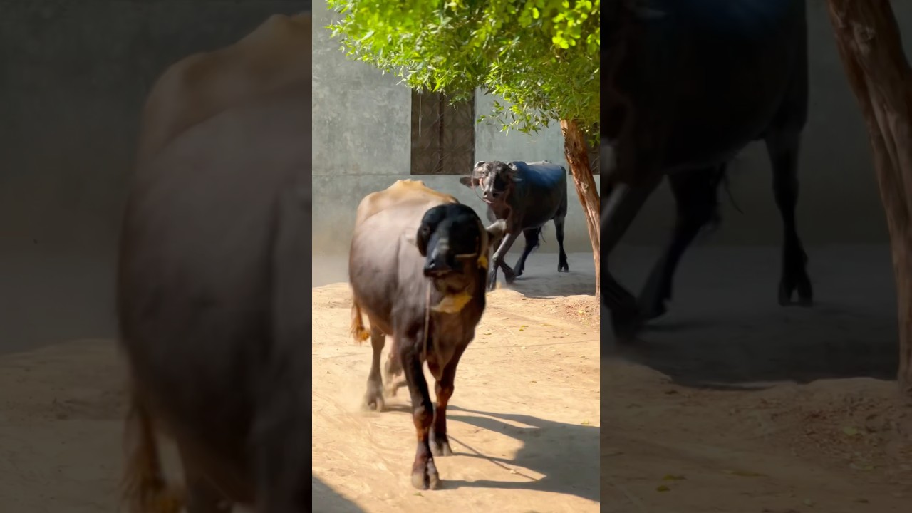 Buffalo in the field #buffalo #funny #village