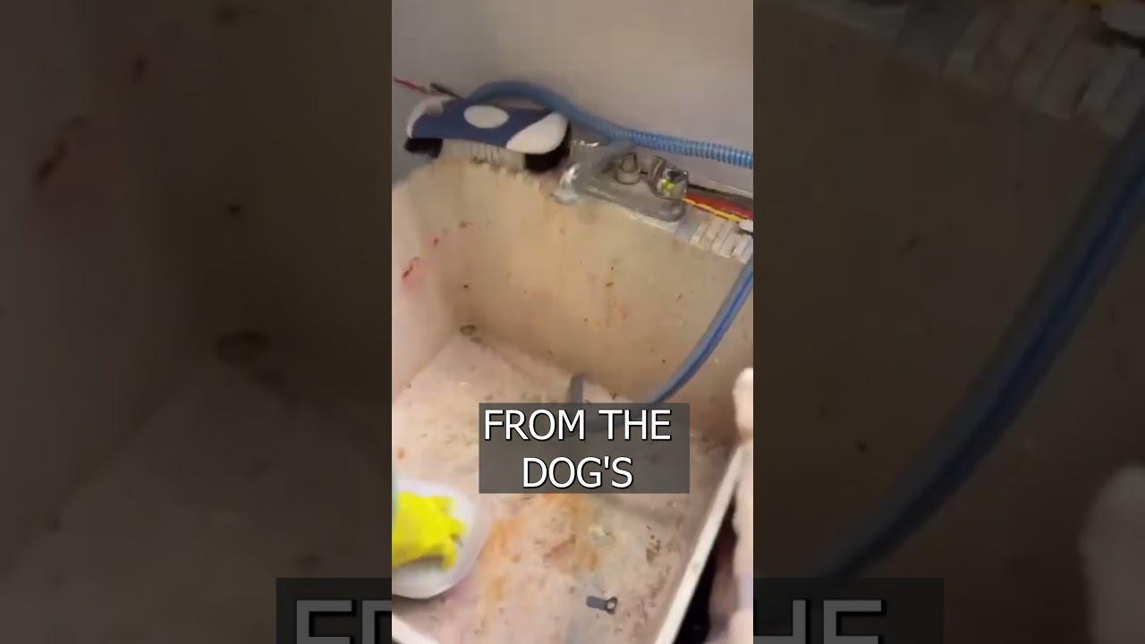 Cecil the dog ATE through $4000 in cash