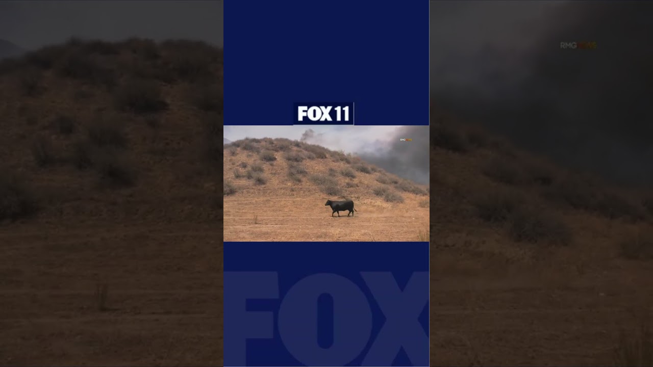 Cow running away from active #California #wildfire