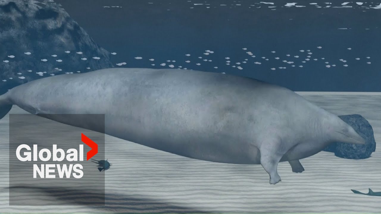 Ancient whale discovered in Peru is most massive animal in Earth's history, scientists say