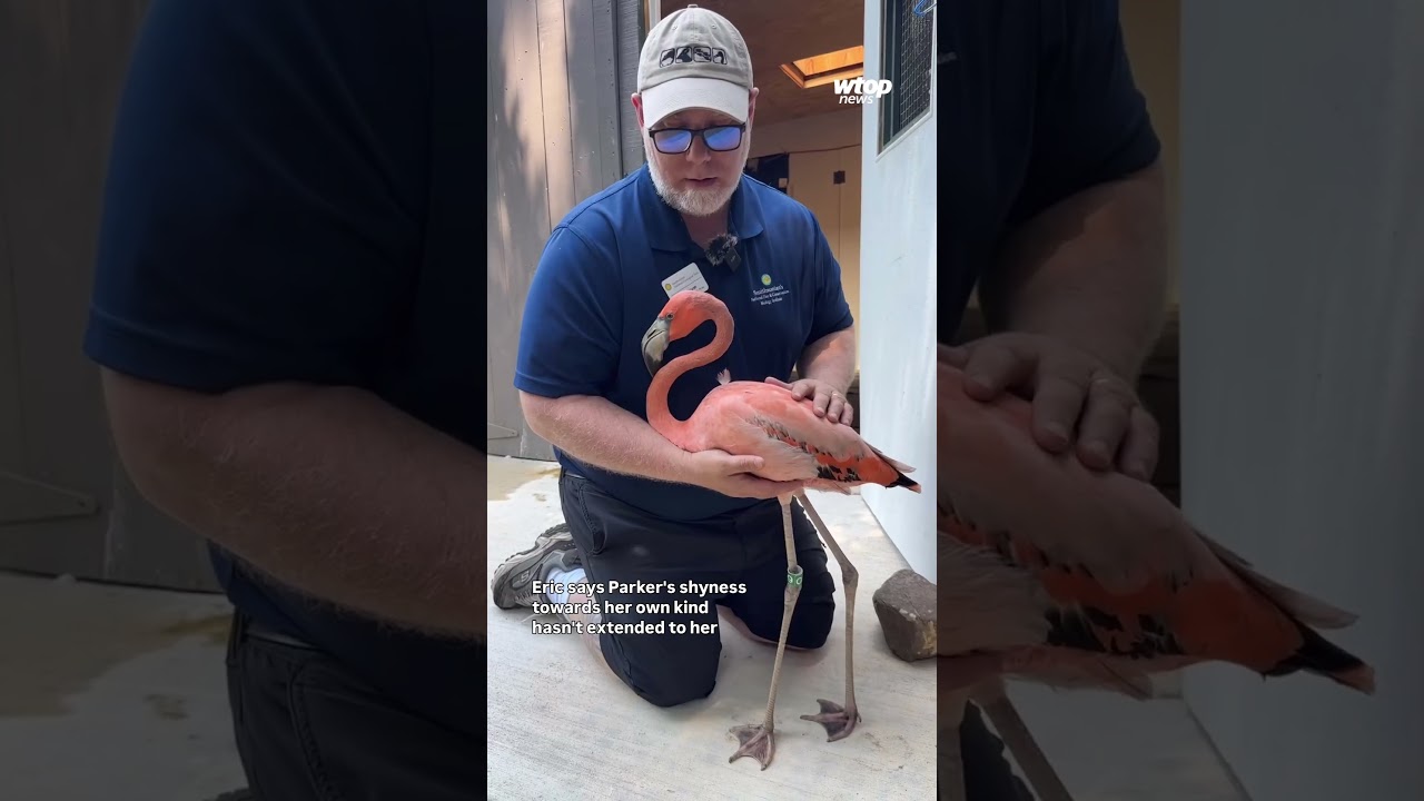 This flamingo at DC’s National Zoo has become a regular at staff meetings