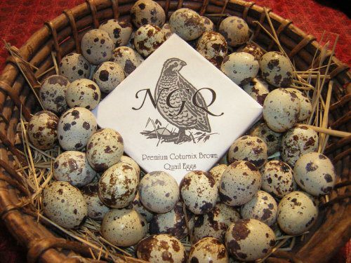 Fertile Cortunix Quail Hatching Eggs Fertile Cortunix Quail Hatching Eggs