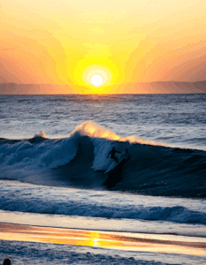 shark attacks surfer