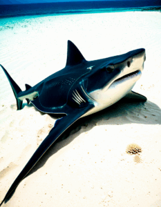 pregnant stingray shark